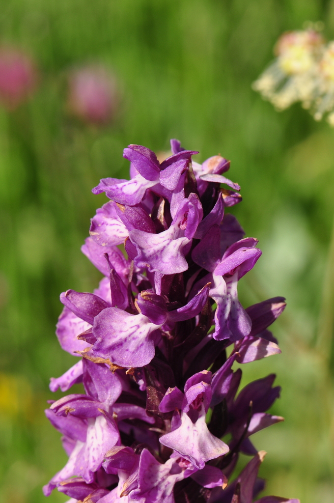 Dactylorhiza osmanica (Klinge) P.F.Hunt & Summerh.