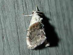 Lipocosmodes fuliginosalis