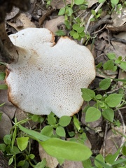 Polyporus decurrens