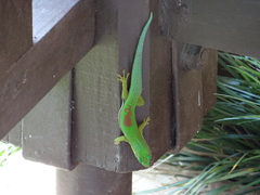 Phelsuma lineata