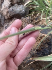 Exochomus nigripennis