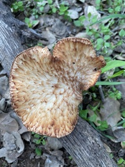 Polyporus decurrens