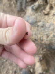 Exochomus nigripennis