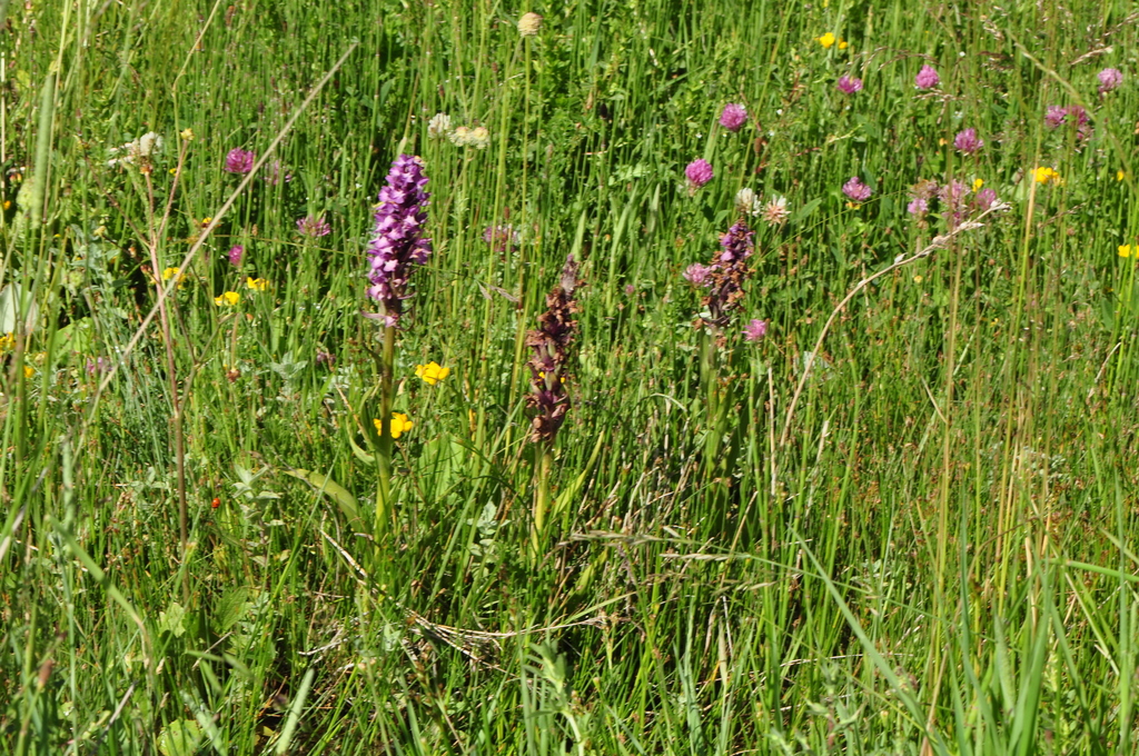 Dactylorhiza osmanica (Klinge) P.F.Hunt & Summerh. 3