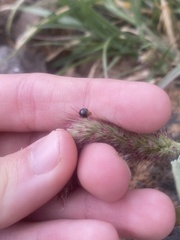 Exochomus nigripennis