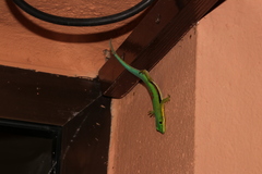 Phelsuma lineata