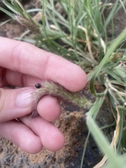 Exochomus nigripennis