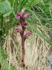 Orobanche gamosepala
