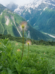 Pulsatilla aurea