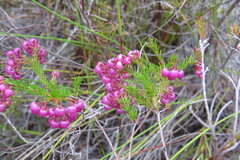 Erica multumbellifera