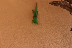 Phelsuma lineata