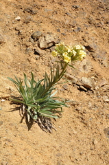 Arnebia densiflora