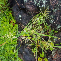 Cyperus sphacelatus