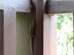 Phelsuma lineata