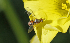 Bactrocera oleae