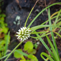 Cyperus dubius