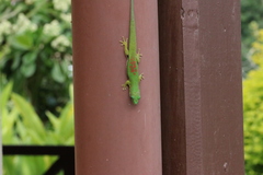 Phelsuma lineata