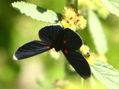 Melanis acroleuca acroleuca