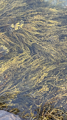 Ascophyllum nodosum