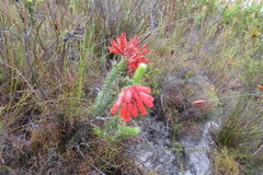 Erica cerinthoides cerinthoides