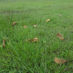 Paspalum notatum