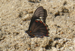 Battus polydamas polydamas