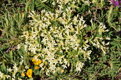 Daphne oleoides