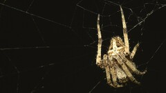 Neoscona menghaiensis