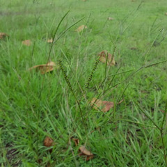 Paspalum notatum