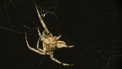 Neoscona menghaiensis