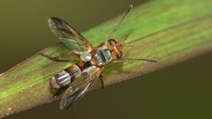 Cylindromyia rubida