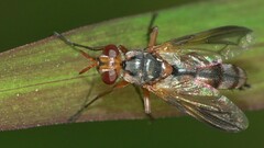 Cylindromyia rubida