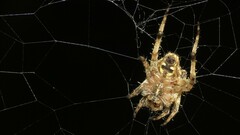 Neoscona menghaiensis