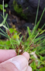 Fimbristylis dichotoma