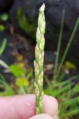 Stenotaphrum dimidiatum