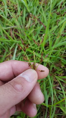 Fimbristylis dichotoma