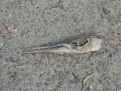 Tylosurus crocodilus fodiator