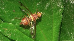 Zeugodacus cucurbitae