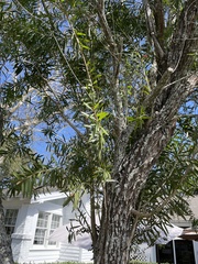 Melaleuca citrina