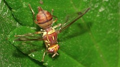 Zeugodacus cucurbitae