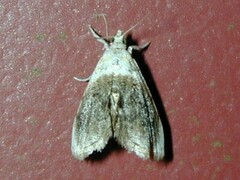 Lipocosmodes fuliginosalis