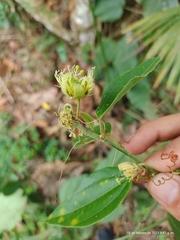 Passiflora auriculata