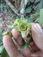 Passiflora auriculata