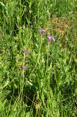 Primula auriculata