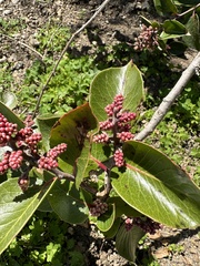 Rhus ovata