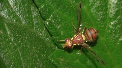 Zeugodacus cucurbitae