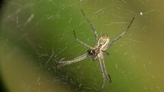 Cyrtophora cicatrosa