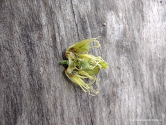 Passiflora auriculata