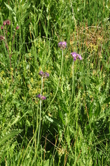 Primula auriculata