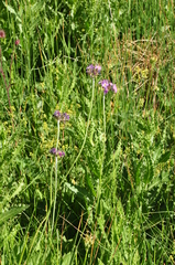 Primula auriculata